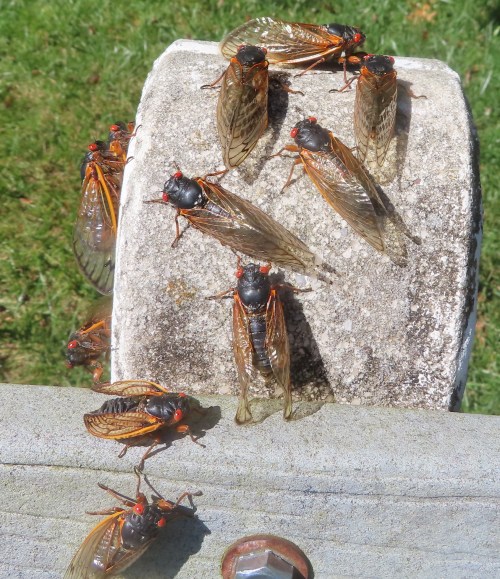 A group of cicadas resting on a wooden post, showcasing their distinctive wings and bright orange markings.