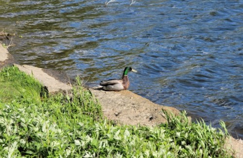 A mallard duck resting on a rocky shore by a calm blue river, surrounded by green grass and plants.