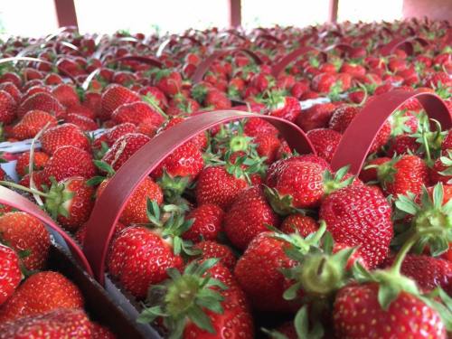Baskets filled with fresh, ripe strawberries arranged in a bright, sunny setting.