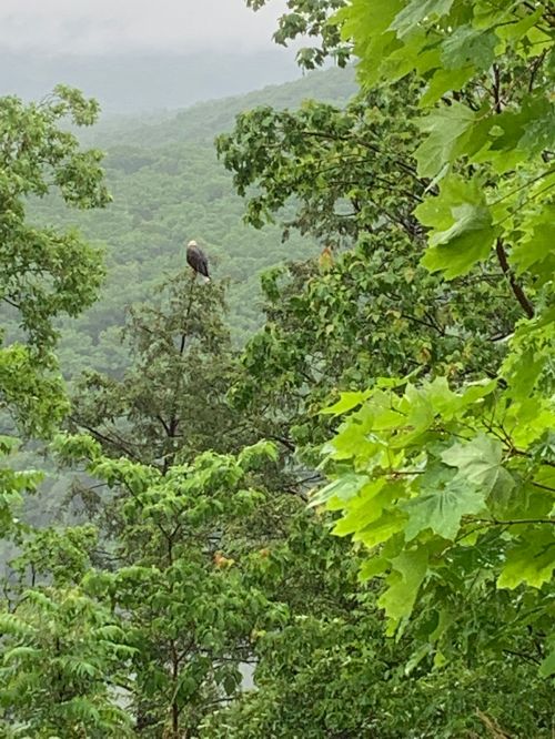 A bird perched on top of a tree, surrounded by lush green foliage and a misty landscape in the background.
