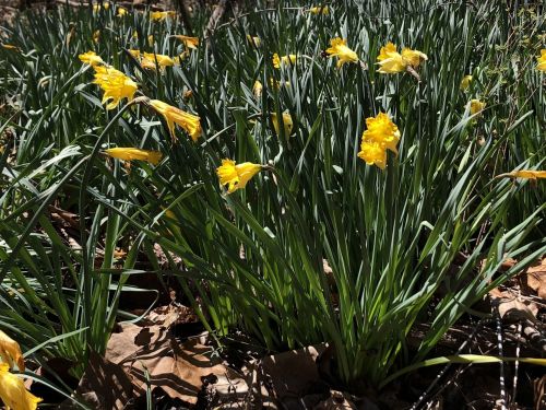 A field of vibrant yellow daffodils surrounded by green leaves and scattered brown leaves on the ground.