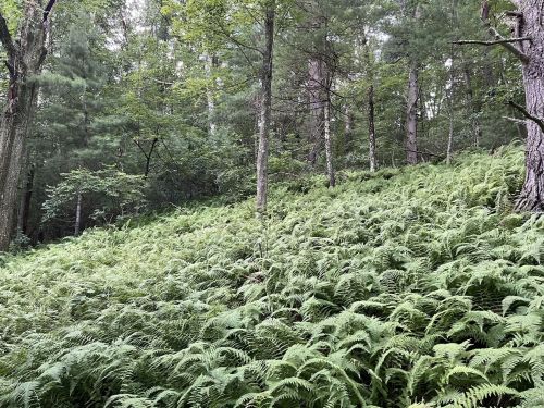Lush green ferns cover a hillside in a dense forest, surrounded by tall trees and dappled sunlight.