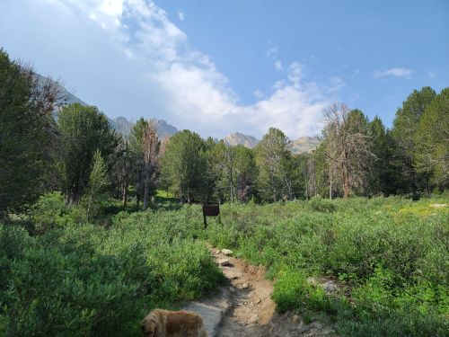A scenic trail through lush greenery, with mountains in the background and a dog walking along the path.