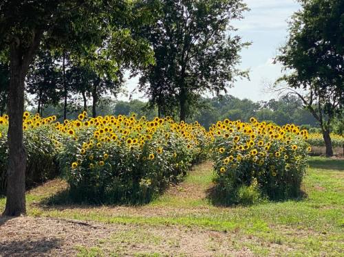 A vibrant field of sunflowers under a clear sky, surrounded by trees and green grass.
