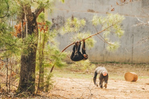 Two chimpanzees in a natural setting: one hanging from a branch and another walking on the ground nearby.