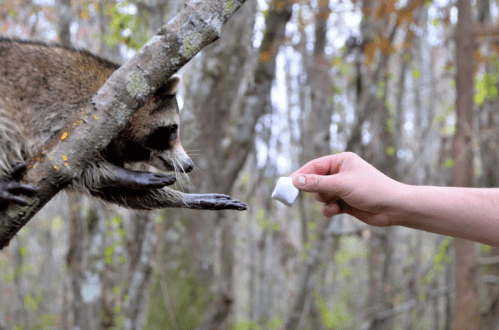 A raccoon reaches for a small treat being offered by a person's hand while perched on a tree branch.