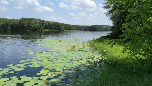 A serene lake scene with lily pads, surrounded by lush greenery and trees under a blue sky with fluffy clouds.