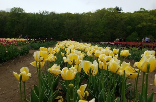 A field of yellow tulips in bloom, with a backdrop of green trees and people enjoying the flower garden.