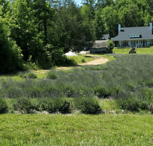A lush lavender field in the foreground with a house and trees in the background under a clear blue sky.