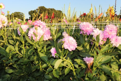 A vibrant field of pink flowers with green leaves, set against a clear blue sky and distant trees.