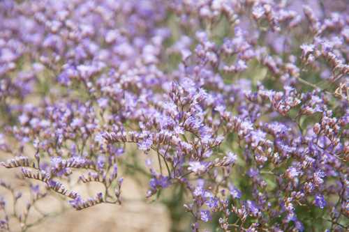 A field of delicate purple flowers in soft focus, creating a serene and colorful natural scene.