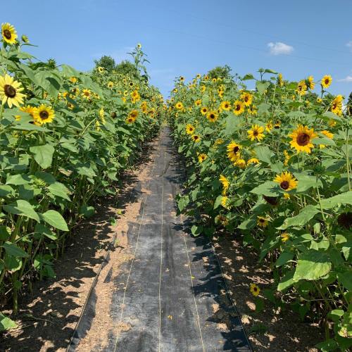 A pathway through a field of tall sunflowers under a clear blue sky.
