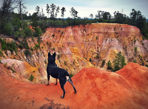 A dog stands on a rocky ledge, gazing over a colorful canyon landscape with trees in the background.