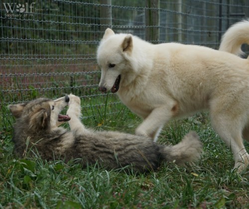 Two dogs play together in a grassy area, one standing and the other lying down, both appearing joyful.