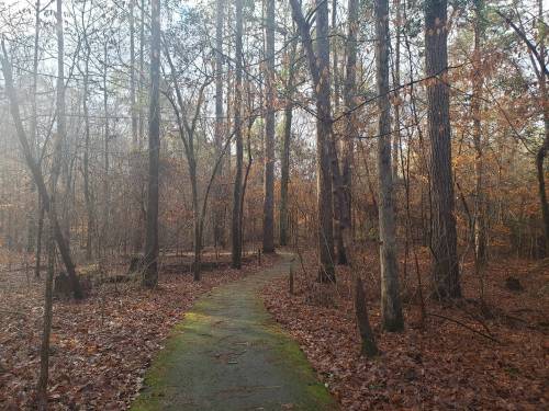 A winding path through a forest with tall trees and fallen leaves, illuminated by soft, natural light.