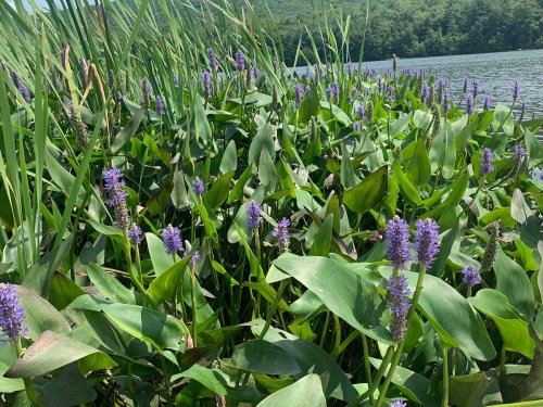 Lush green plants with purple flowers grow near a calm lake, surrounded by tall grasses and trees in the background.