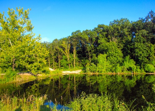 A serene pond surrounded by lush green trees and clear blue skies, reflecting the vibrant landscape.