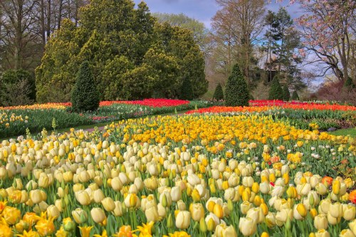 A vibrant garden filled with blooming tulips in various colors, surrounded by lush greenery and trees.