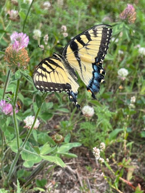 A yellow and black butterfly perched on a green plant with pink and white flowers in a natural setting.