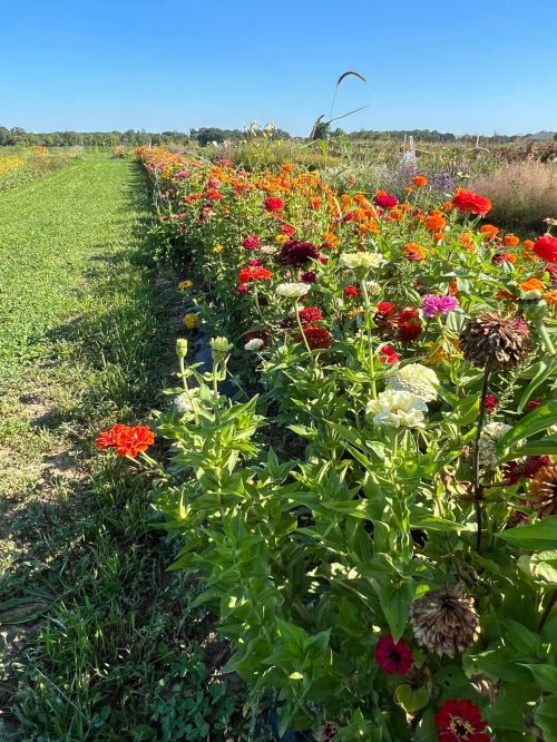 A vibrant flower field with colorful blooms lining a grassy path under a clear blue sky.