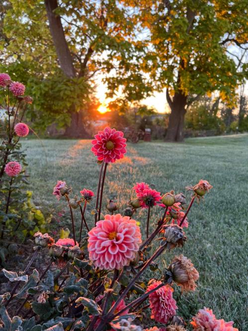 A close-up of pink flowers in a garden with a sunset glowing in the background, surrounded by trees.