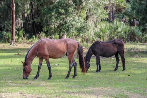 Two horses grazing in a lush green field surrounded by trees and foliage.