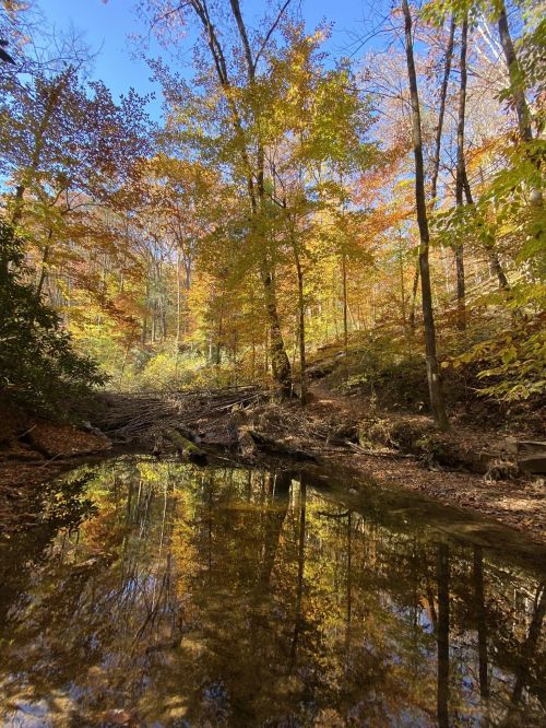 A serene forest scene with colorful autumn leaves reflecting in a calm stream under a clear blue sky.