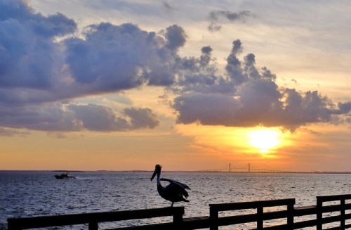 A pelican perched on a railing at sunset, with clouds and a bridge visible over the water in the background.