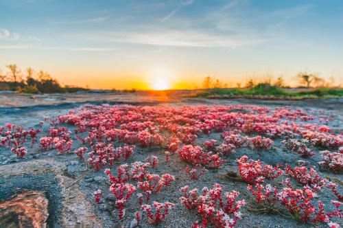 A vibrant sunset over a rocky landscape adorned with clusters of pink flowers.