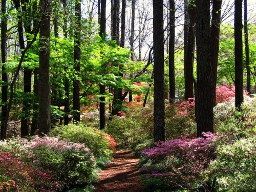 A serene forest path surrounded by vibrant blooming flowers and lush green trees.