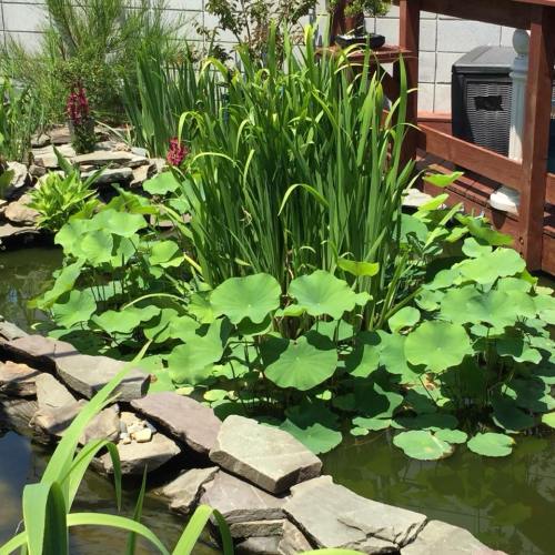 A serene pond surrounded by lush green plants and stones, featuring large lotus leaves and vibrant flowers.