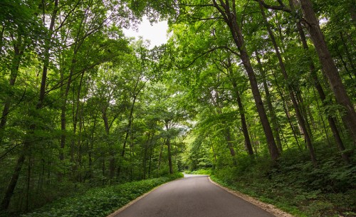 A winding road surrounded by lush green trees and foliage under a cloudy sky.