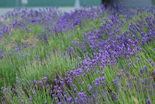 A field of vibrant purple lavender flowers swaying gently in the breeze, surrounded by green foliage.
