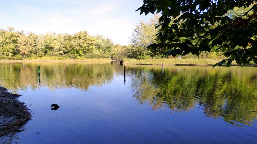 A serene lake surrounded by trees, reflecting the blue sky and greenery on its calm surface.