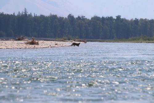 A dog stands on a sandy bank by a river, surrounded by trees and a hazy landscape in the background.
