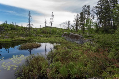 A serene landscape featuring a calm pond surrounded by lush greenery and sparse trees under a cloudy sky.