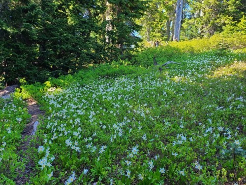 A vibrant meadow filled with white flowers, surrounded by lush green foliage and tall trees in a forest setting.