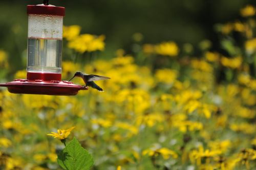 A hummingbird feeding from a red nectar feeder, surrounded by vibrant yellow flowers in a sunny garden.