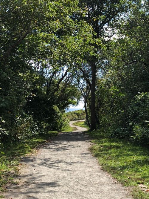 A winding gravel path surrounded by lush greenery and trees, leading towards a bright, open area in the distance.