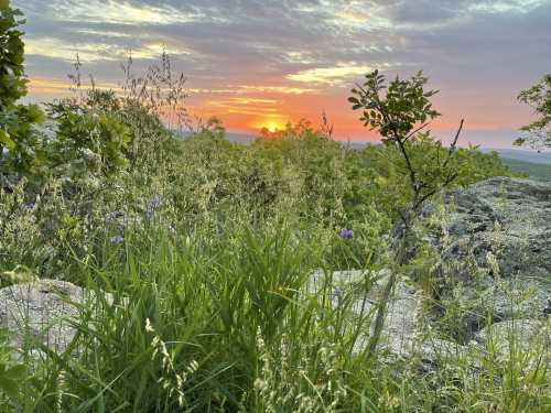 A vibrant sunset over a landscape of rocks and lush greenery, with wildflowers in the foreground.