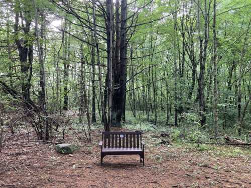 A wooden bench sits in a serene forest, surrounded by tall trees and lush greenery.