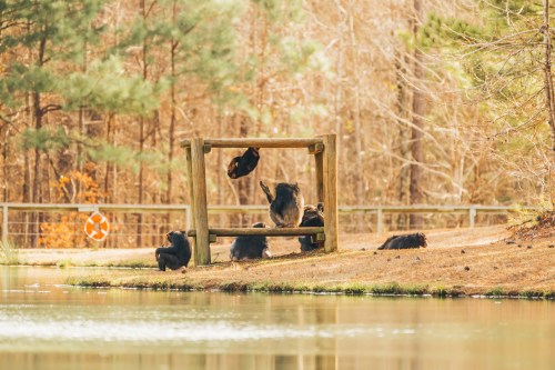 A group of goats near a pond, with one goat playfully jumping on a wooden structure surrounded by trees.