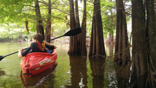 A person paddles a red kayak through calm waters surrounded by lush green trees and cypress knees.