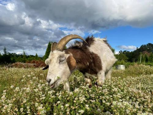 A goat with curved horns grazes in a field of white flowers under a partly cloudy sky.