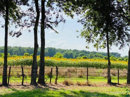 A sunny field of sunflowers behind a wooden fence, framed by trees under a clear blue sky.