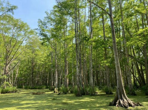 Lush green forest with tall trees reflecting in a serene swamp, surrounded by vibrant foliage and calm water.