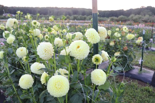 A field of pale yellow dahlias in bloom, surrounded by green foliage and a scenic background.