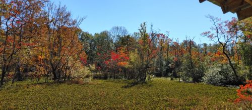 A vibrant autumn landscape with colorful trees and clear blue skies, showcasing red, orange, and yellow foliage.