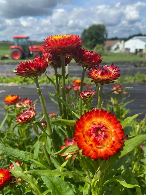 Vibrant orange and red flowers bloom in a field, with a tractor and farm buildings in the background under a cloudy sky.