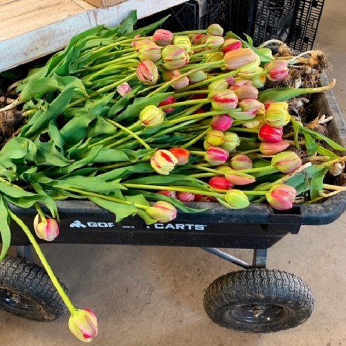 A cart filled with freshly cut tulips in various shades of pink and yellow, resting on green leaves.